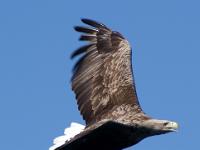 Seeadler im Raftsund - Lofoten